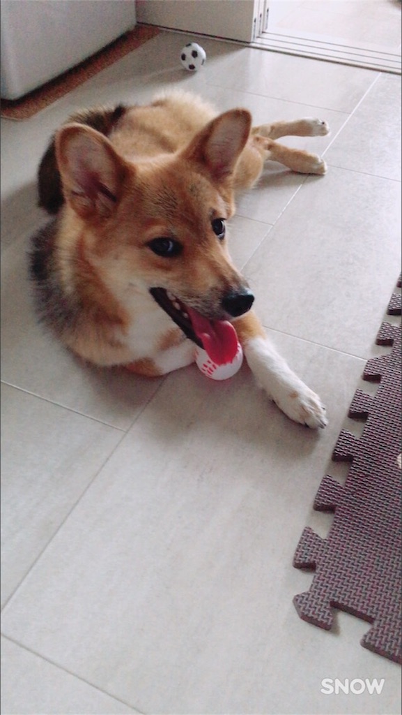 f:id:kitakobeanimaruz:20170703045613j:image