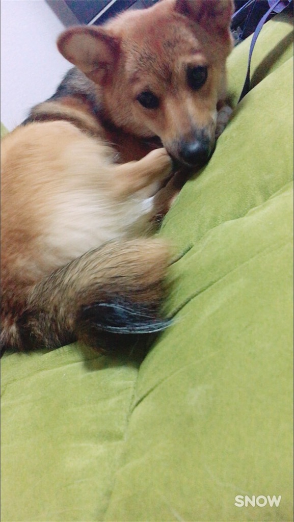 f:id:kitakobeanimaruz:20170703045636j:image