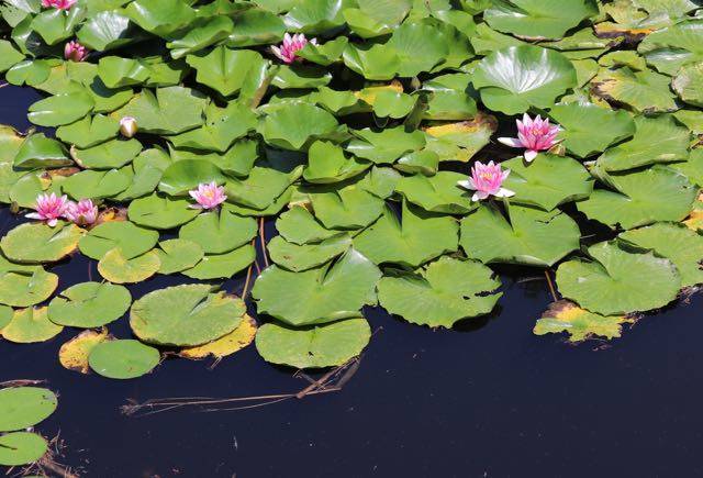 芸術の森　睡蓮