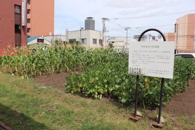 琴似屯田兵村菜園