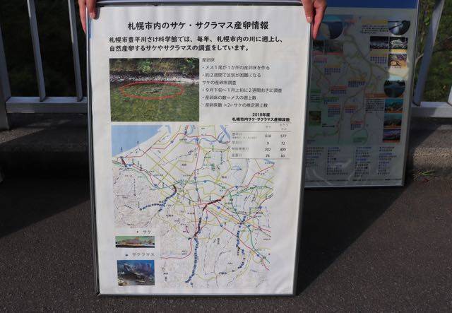 豊平川さけ科学館　サクラマス観察会