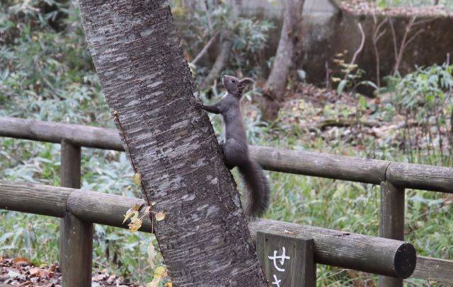 北海道博物館　エゾリス