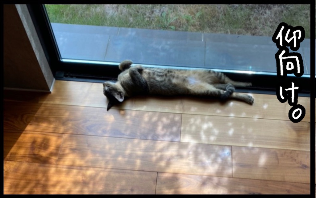 f:id:kitano-stop:20211028080005j:image