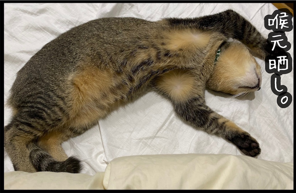 f:id:kitano-stop:20211028080746j:image