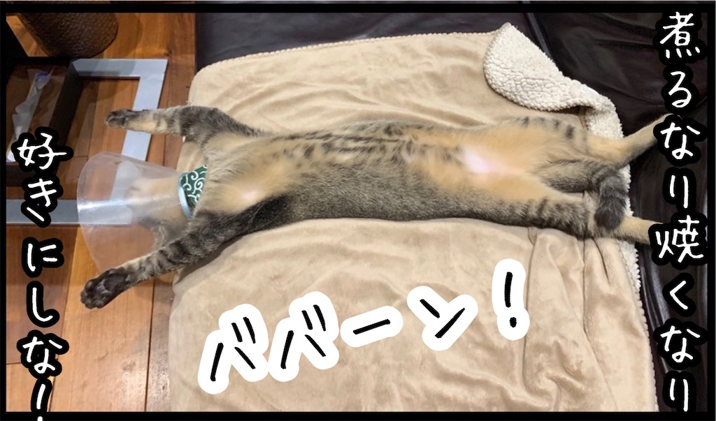 f:id:kitano-stop:20211028082733j:image