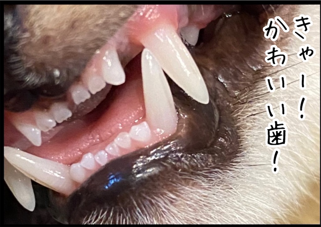 f:id:kitano-stop:20211125105916j:image f:id:kitano-stop:20211125105916j:image