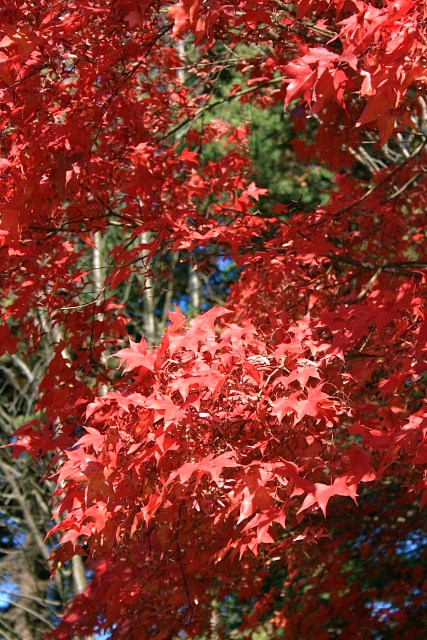 f:id:kitanodaichiphoto1:20091025170752j:image f:id:kitanodaichiphoto1:20091025170752j:image