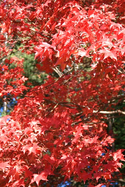 f:id:kitanodaichiphoto1:20091025170801j:image f:id:kitanodaichiphoto1:20091025170801j:image