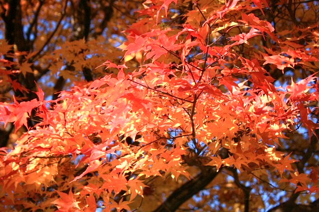 f:id:kitanodaichiphoto1:20091025170823j:image f:id:kitanodaichiphoto1:20091025170823j:image
