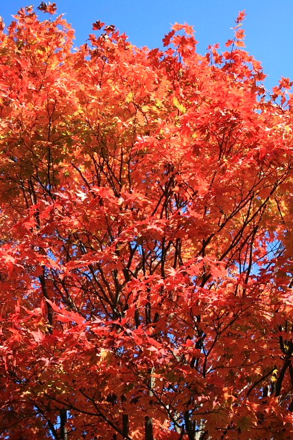 f:id:kitanodaichiphoto1:20091025172226j:image f:id:kitanodaichiphoto1:20091025172226j:image