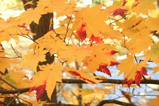f:id:kitanodaichiphoto1:20091025173753j:image f:id:kitanodaichiphoto1:20091025173753j:image
