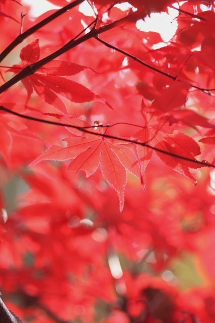 f:id:kitanodaichiphoto1:20091026134110j:image f:id:kitanodaichiphoto1:20091026134110j:image