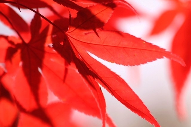 f:id:kitanodaichiphoto1:20091027163820j:image f:id:kitanodaichiphoto1:20091027163820j:image