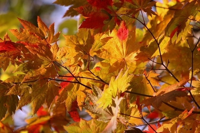 f:id:kitanodaichiphoto1:20091027164022j:image f:id:kitanodaichiphoto1:20091027164022j:image