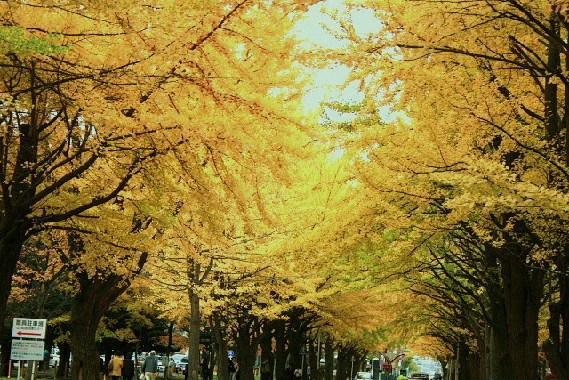 f:id:kitanodaichiphoto1:20091101004014j:image f:id:kitanodaichiphoto1:20091101004014j:image