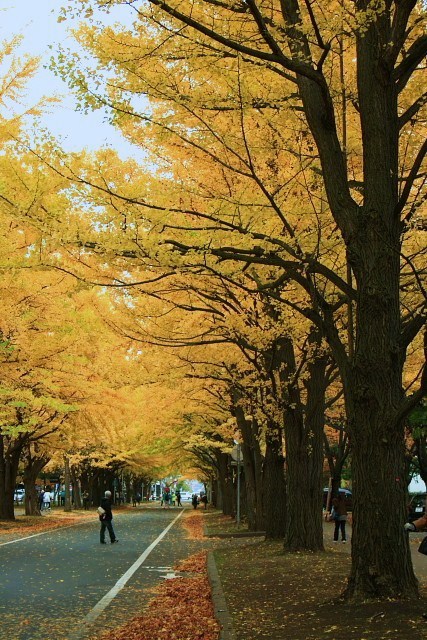 f:id:kitanodaichiphoto1:20091101004016j:image f:id:kitanodaichiphoto1:20091101004016j:image
