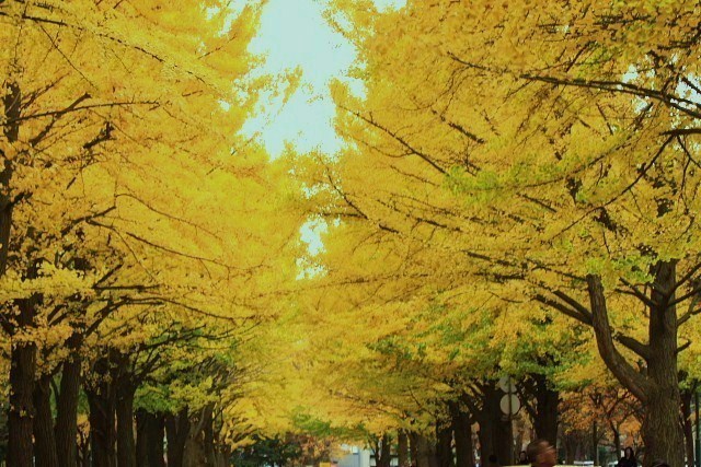 f:id:kitanodaichiphoto1:20091101004151j:image f:id:kitanodaichiphoto1:20091101004151j:image