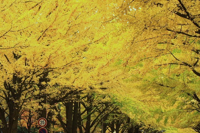 f:id:kitanodaichiphoto1:20091101004508j:image f:id:kitanodaichiphoto1:20091101004508j:image