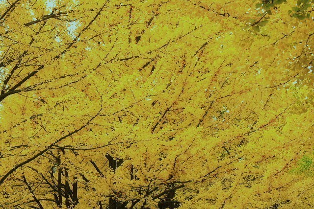 f:id:kitanodaichiphoto1:20091101004509j:image f:id:kitanodaichiphoto1:20091101004509j:image