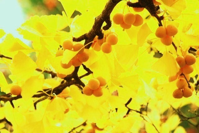 f:id:kitanodaichiphoto1:20091101011722j:image f:id:kitanodaichiphoto1:20091101011722j:image