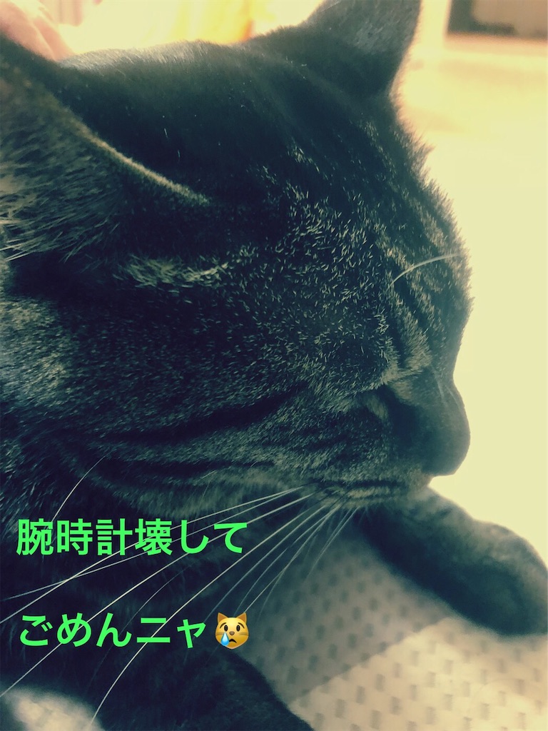 f:id:kitanokeigo:20181119162900j:image