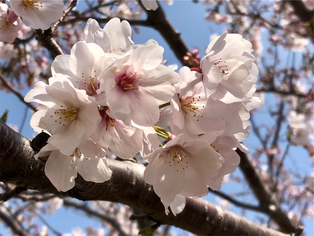 f:id:kitanokeigo:20190416010447p:image