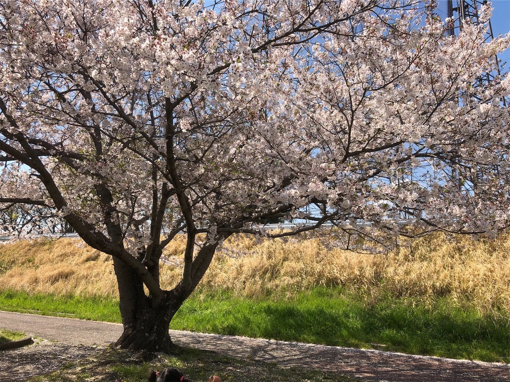 f:id:kitanokeigo:20190416010503j:image