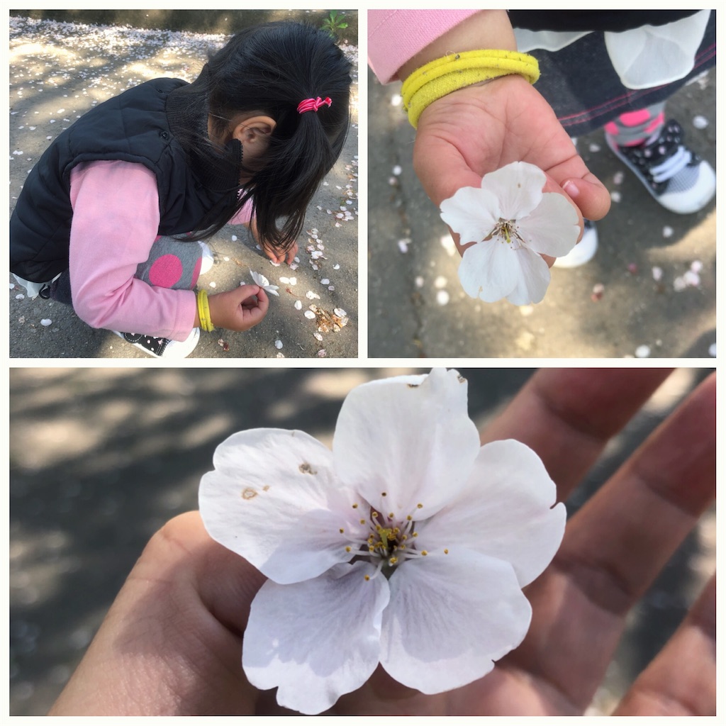 f:id:kitanokeigo:20190416010521j:image