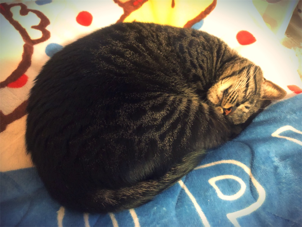 f:id:kitanokeigo:20190428110423j:image