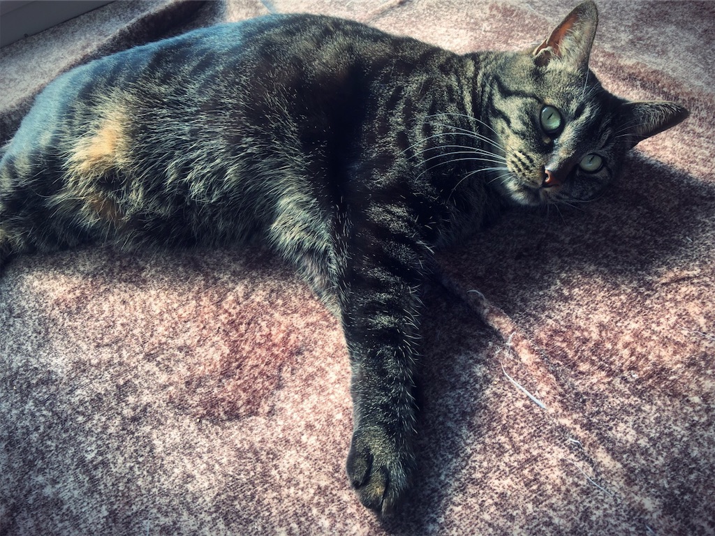 f:id:kitanokeigo:20190428110525j:image