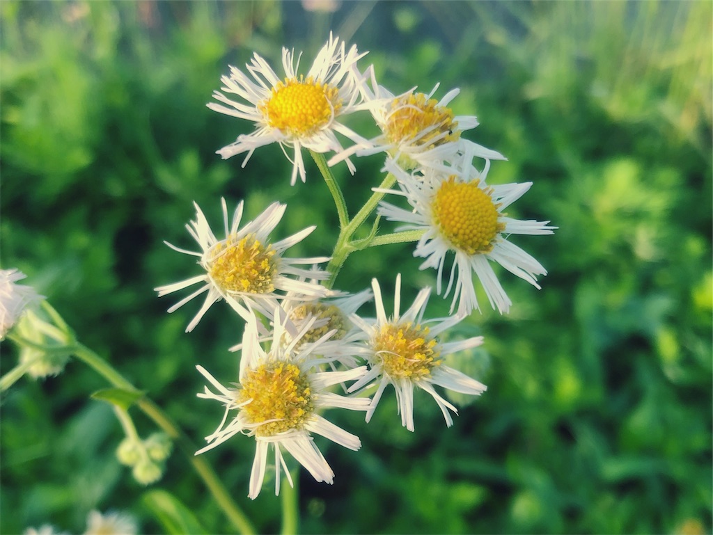 f:id:kitanokeigo:20190615093249j:image