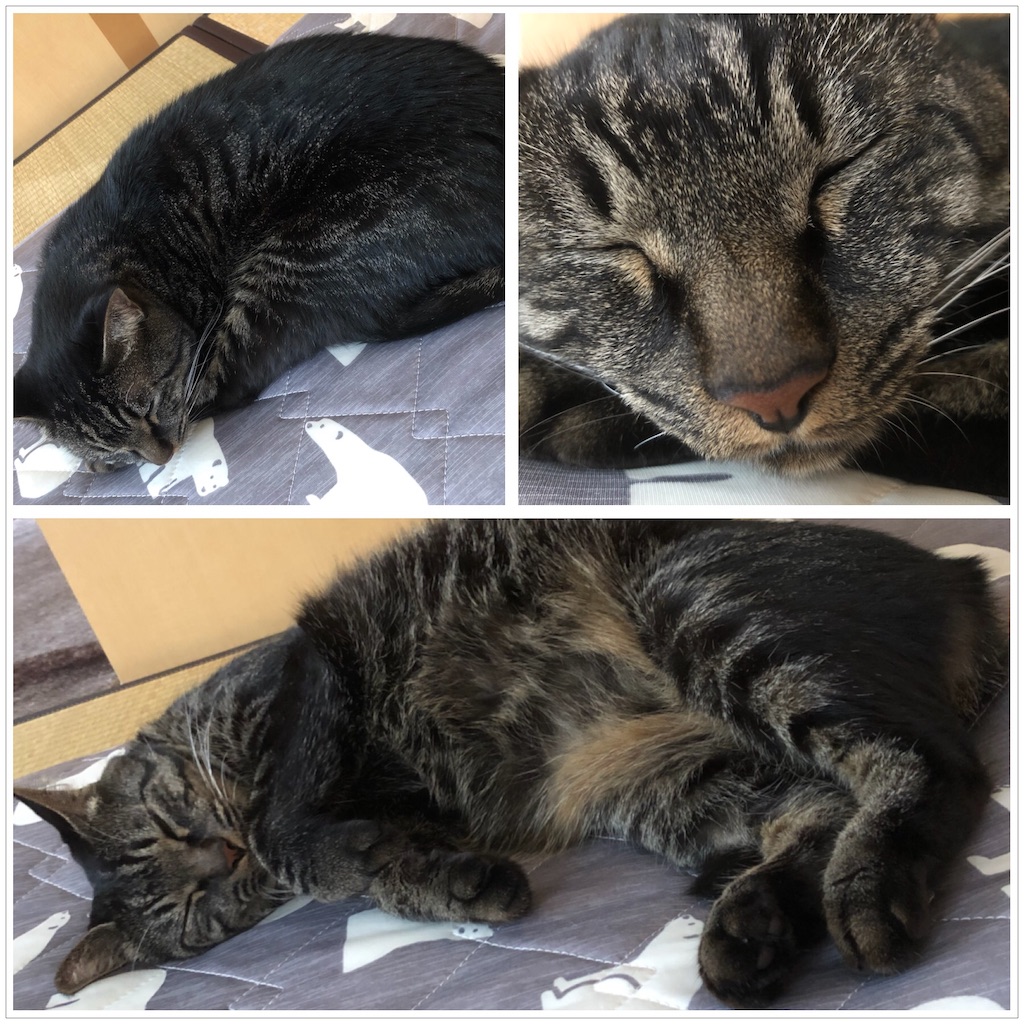 f:id:kitanokeigo:20190915192716j:image