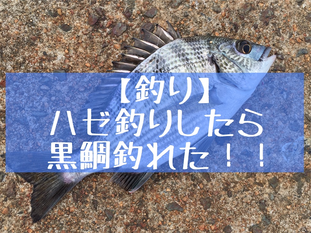 釣り ハゼ釣りしたら黒鯛釣れた Kitanokeigoのビボログ