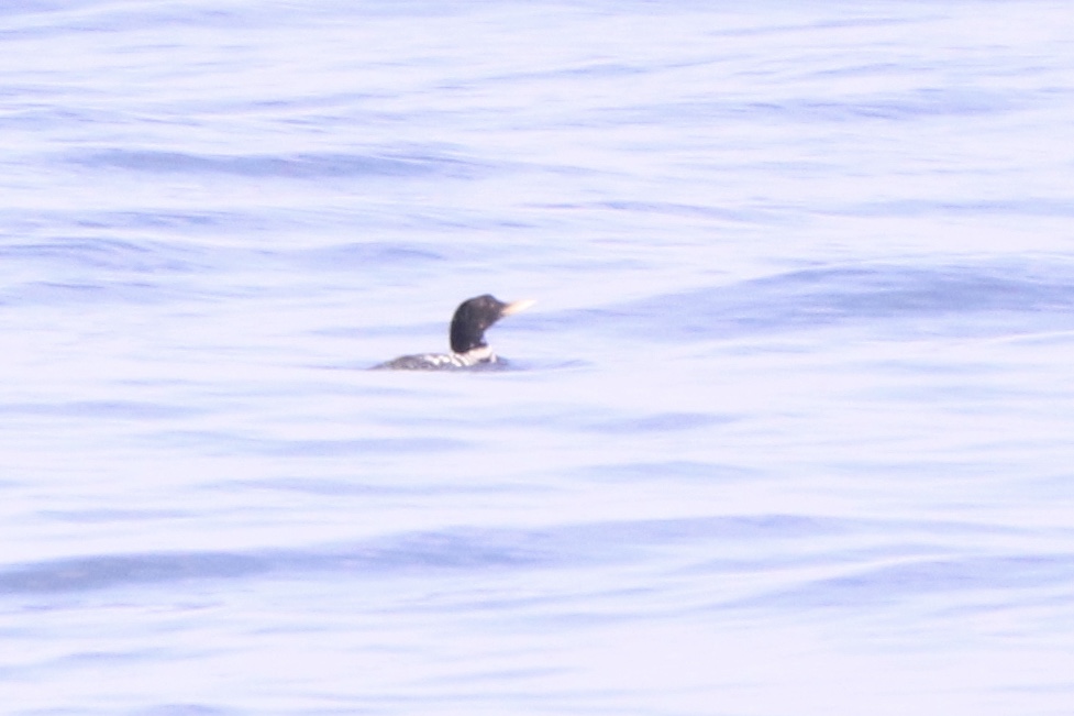 f:id:kitanominami:20190627110150j:plain f:id:kitanominami:20190627110150j:plain