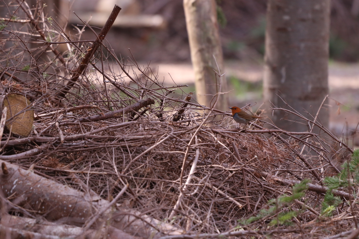 f:id:kitanominami:20190627110243j:plain f:id:kitanominami:20190627110243j:plain