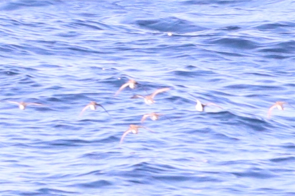 f:id:kitanominami:20190703204814j:image