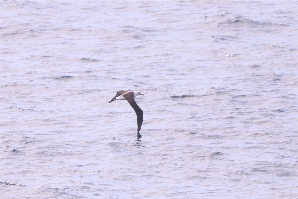 f:id:kitanominami:20190703204817j:image