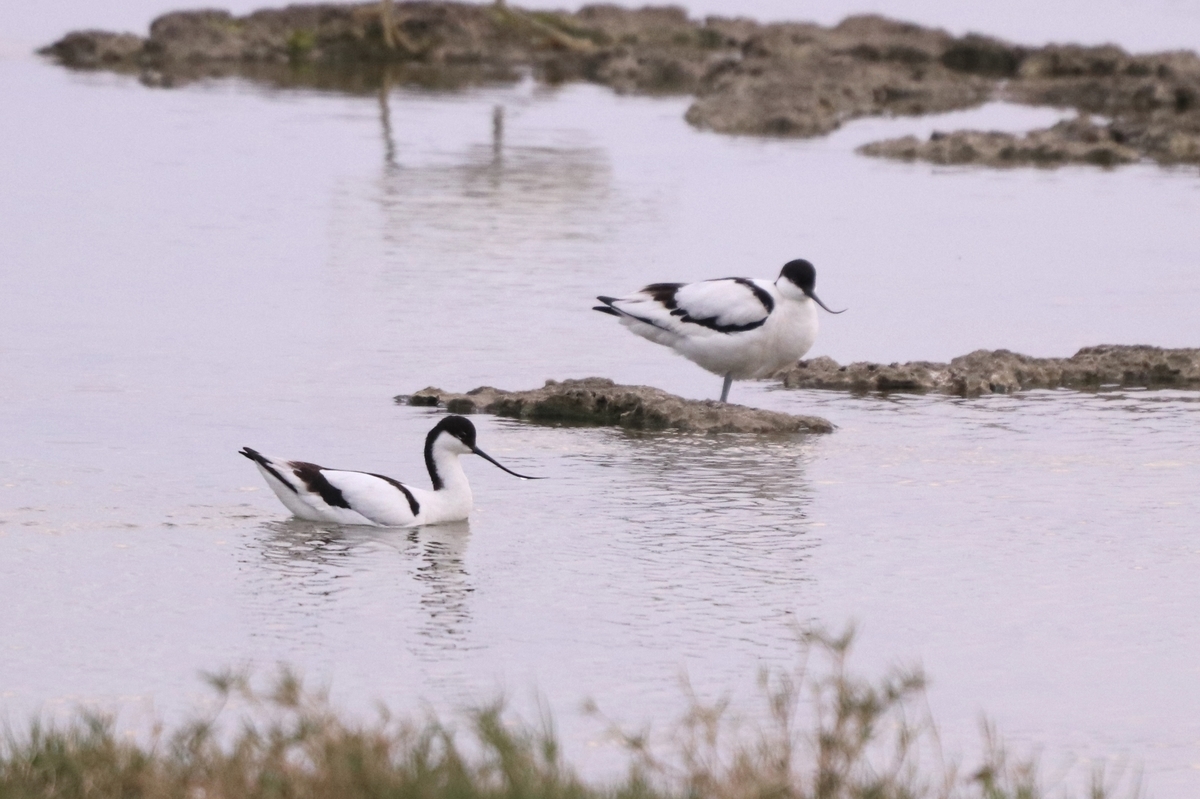 f:id:kitanominami:20190716113045j:plain