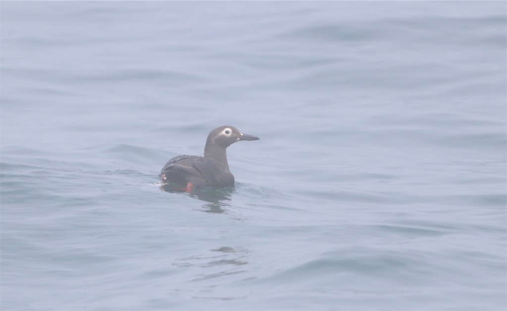 f:id:kitanominami:20190725205130j:image