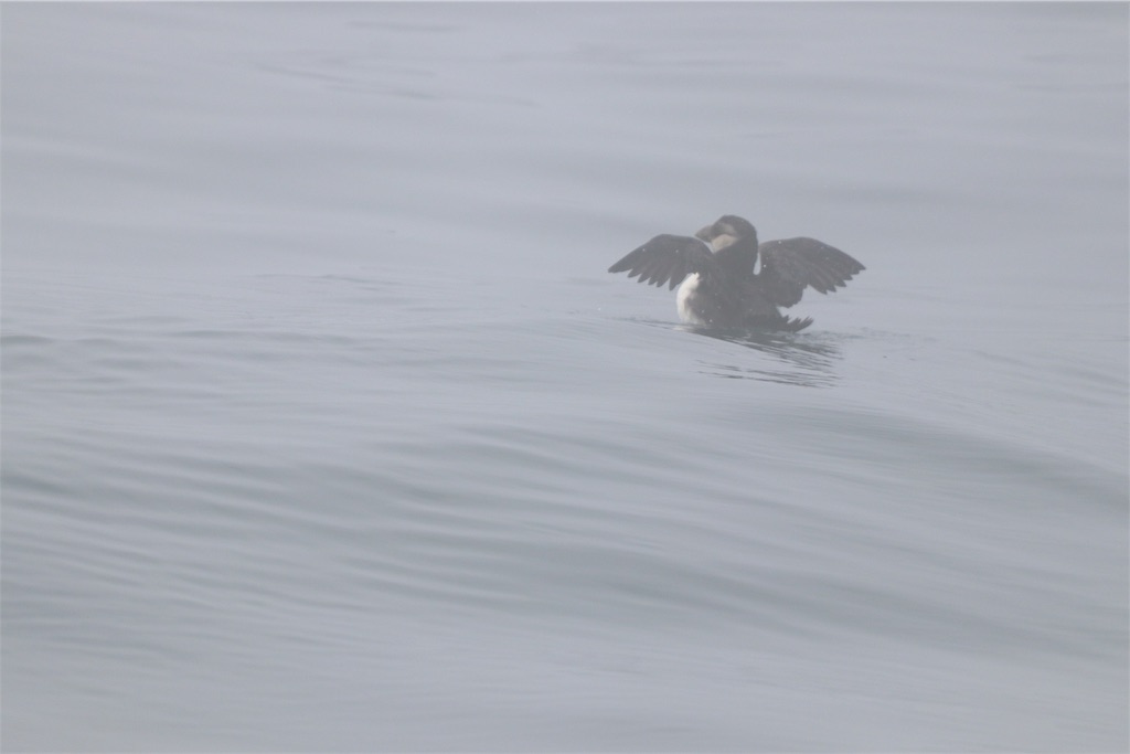 f:id:kitanominami:20190725205140j:image