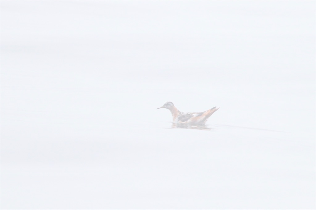 f:id:kitanominami:20190725205144j:image