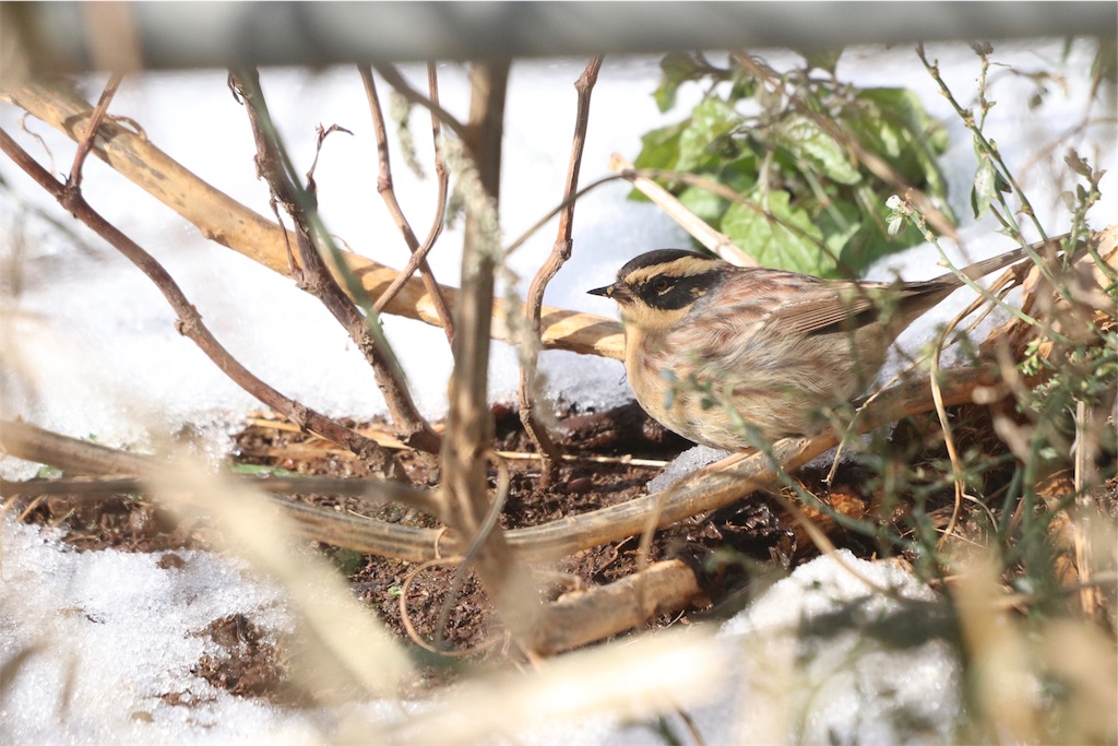 f:id:kitanominami:20191111202119j:image