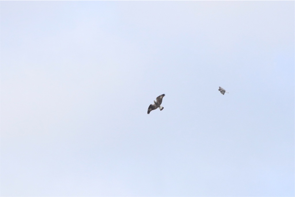 f:id:kitanominami:20191111202126j:image