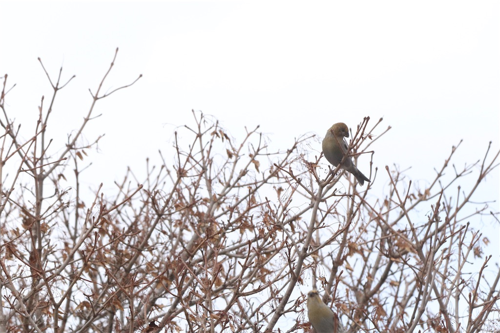 f:id:kitanominami:20191111202130j:image