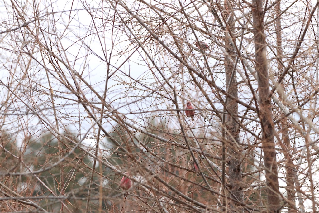 f:id:kitanominami:20200103082720j:image