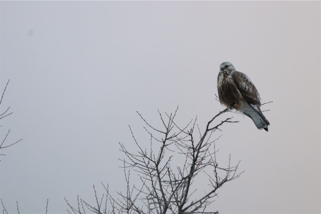 f:id:kitanominami:20200103082723j:image