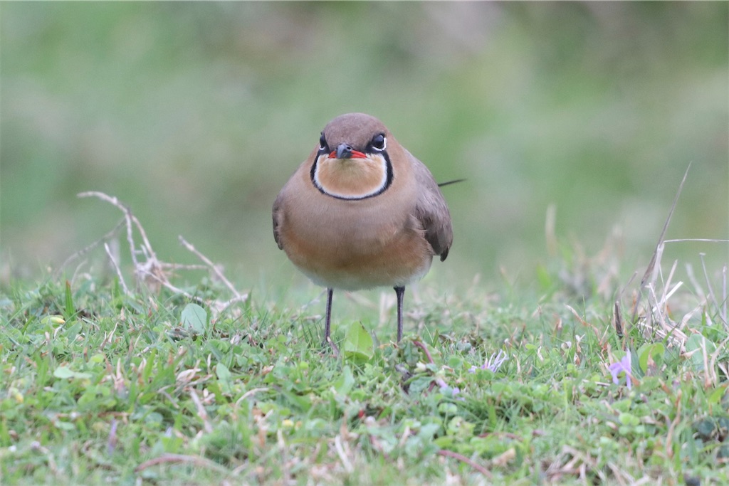 f:id:kitanominami:20200624130106j:image