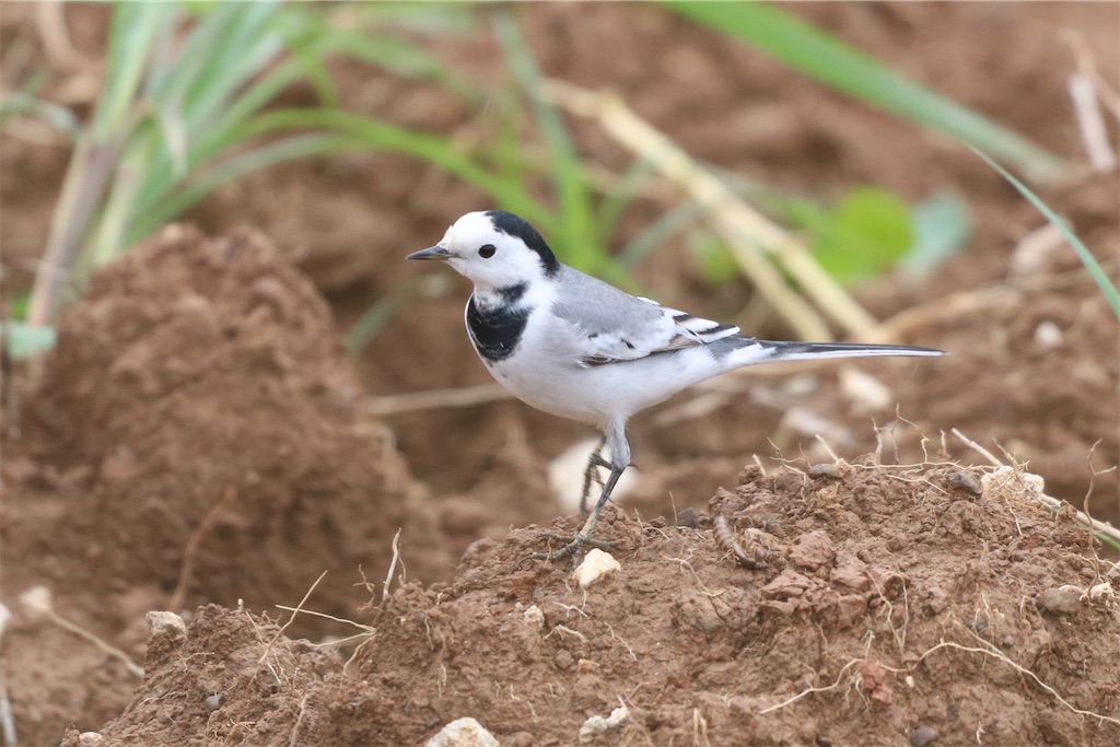 f:id:kitanominami:20200624130109j:image