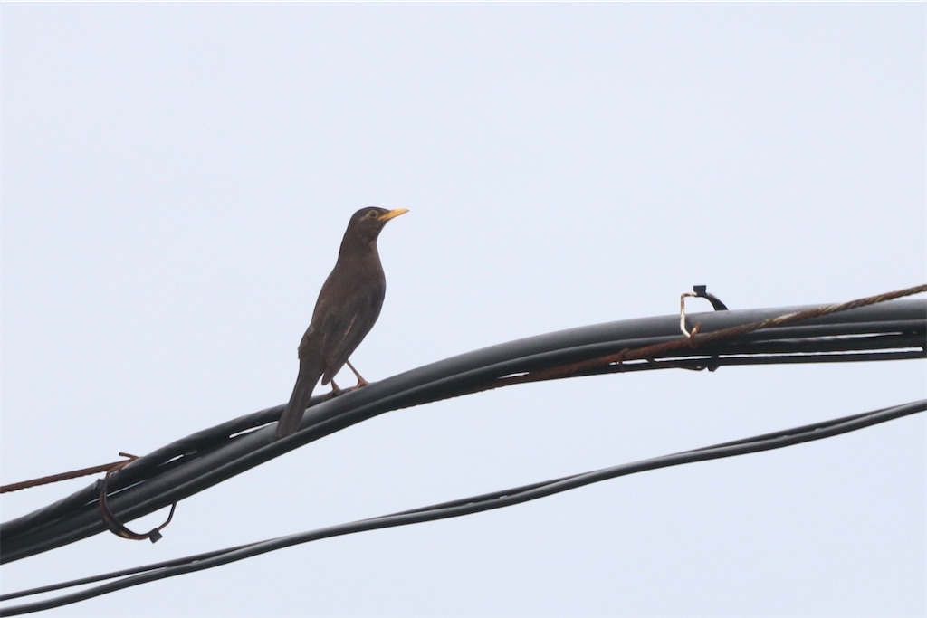 f:id:kitanominami:20200624130112j:image