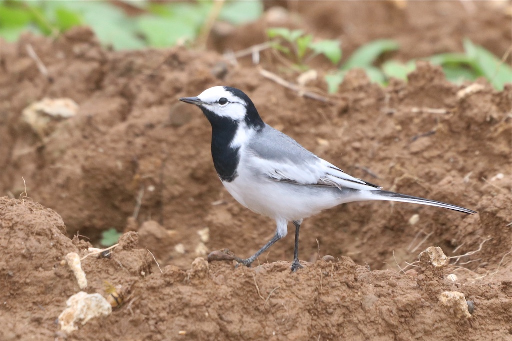 f:id:kitanominami:20200624130115j:image